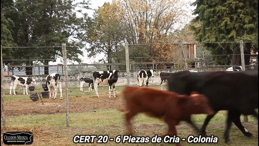 Lote 6 Piezas de cría en Colonia