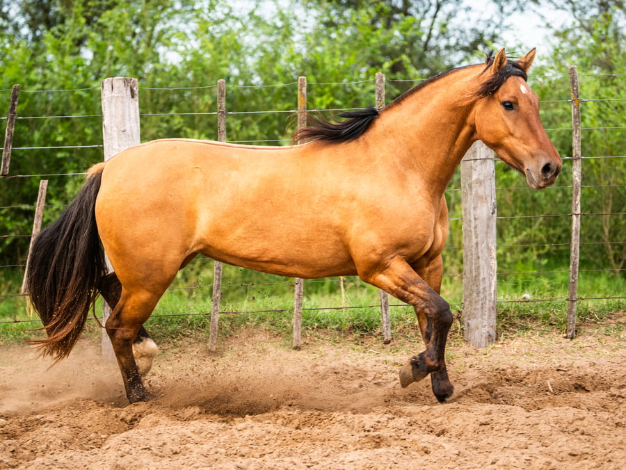 Lote Mañanera Esperanza