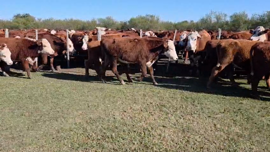 Lote 60 Novillitos