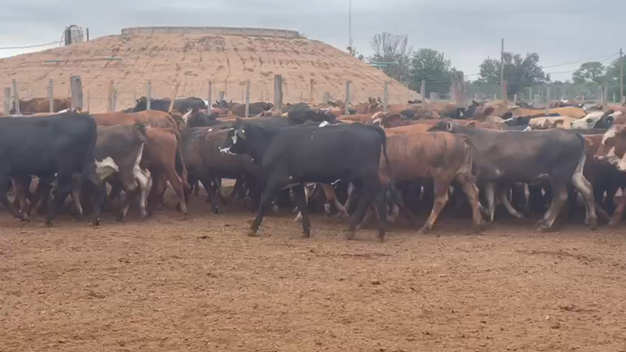 Lote 110 Terneras en Quimilí, Santiago del Estero