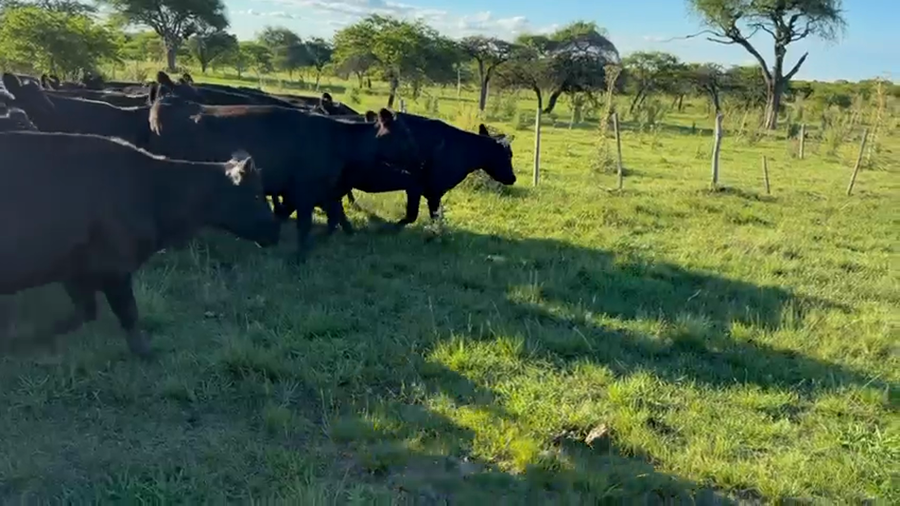 Lote 36 Vacas con Cría  en Entre Ríos, Federal