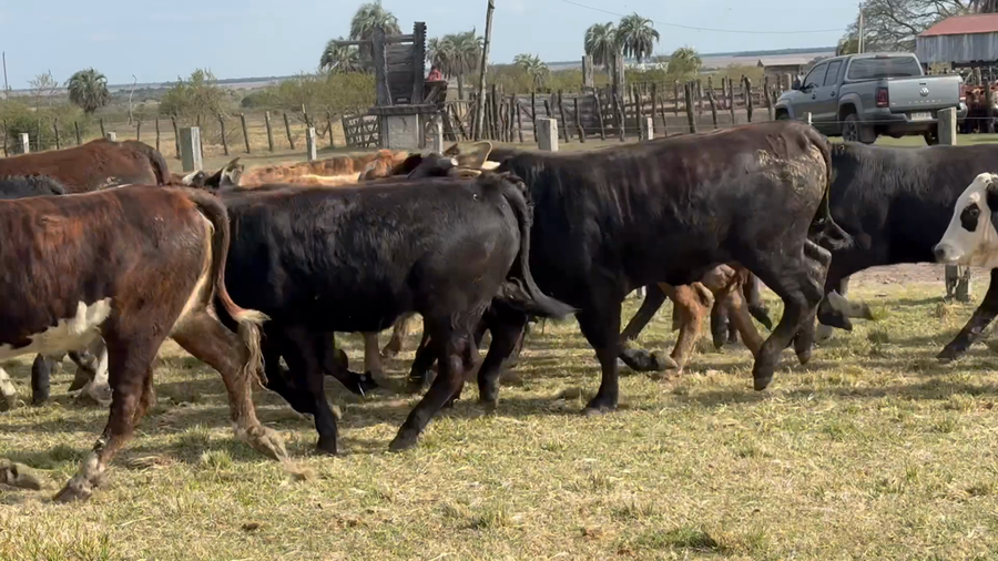 Lote 90 Terneros/as en Corrientes, Perugorría