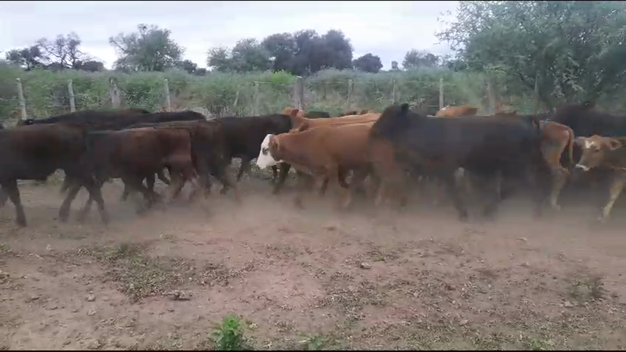 Lote 100 Terneros en Tintina, Santiago del Estero