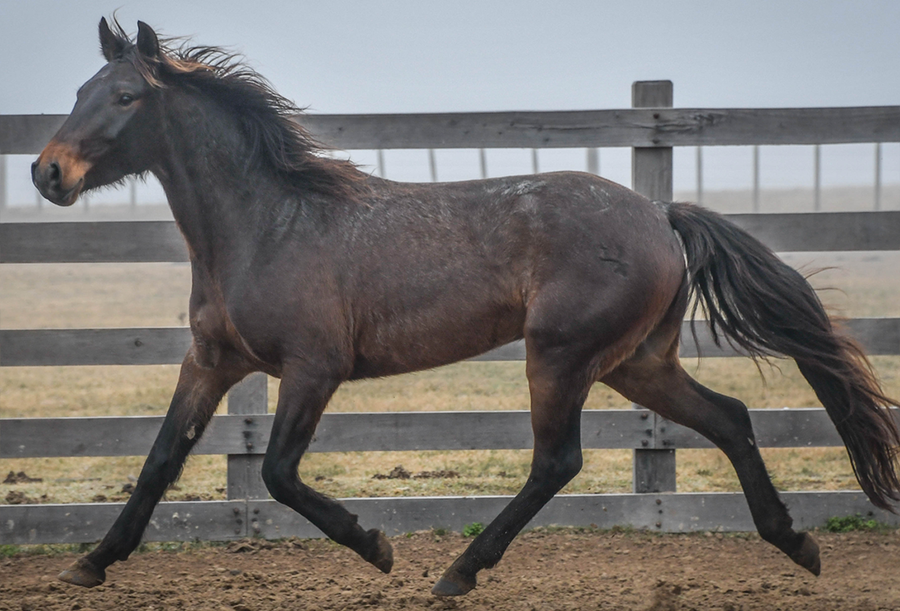 Lote VERDES MARES AMIGAZO