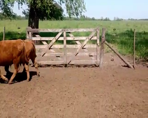 Lote 70 Terneros en Cañuelas, Buenos Aires