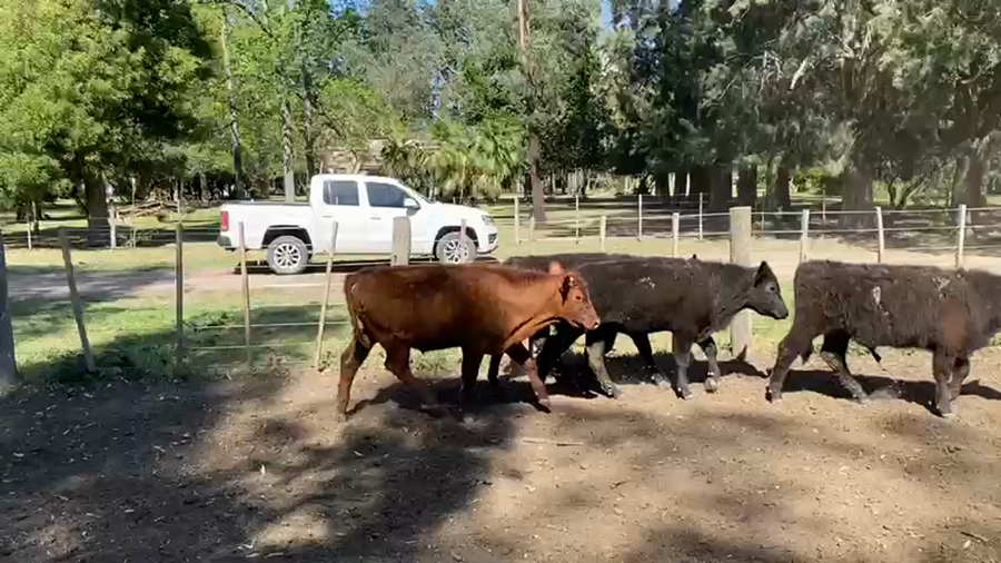 Lote 35 Terneros/as en Gral. Las Heras, Buenos Aires