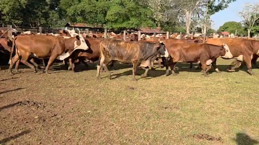 Lote 110 Vaquillonas preñadas en Corrientes, Ituzaingó