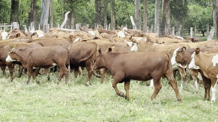 Lote 87 Terneras en Corrientes, Monte Caseros
