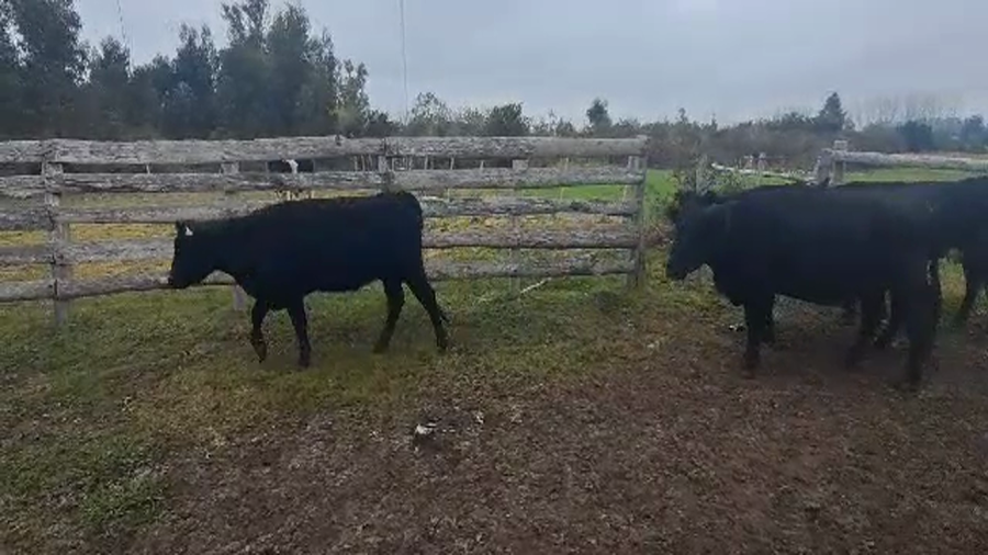 Lote 10 PIEZAS DE CRIA