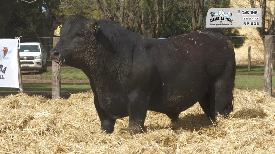 Lote TOROS PUROS CONTROLADOS