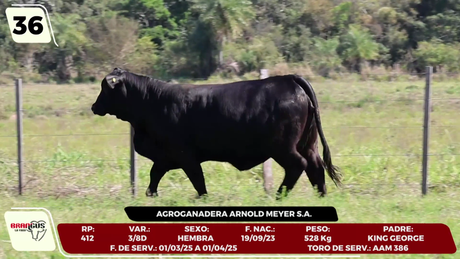 Lote LOTE 36 - CAMPO