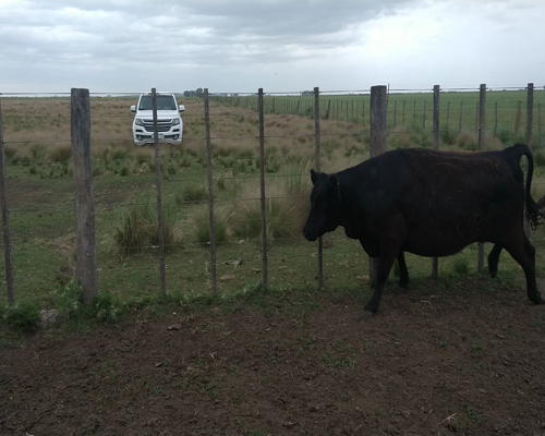 Lote 20 Vaquillonas Preñadas en Gral. Lamadrid, Buenos Aires