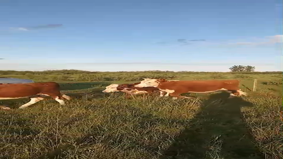 Lote 4 Terneros/as en Corrientes, Curuzú-Cuatiá