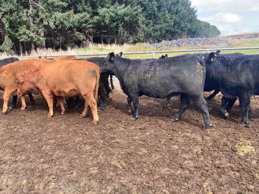 Lote 35 Vaquilla Gorda en X Región Los Lagos, Llanquihue