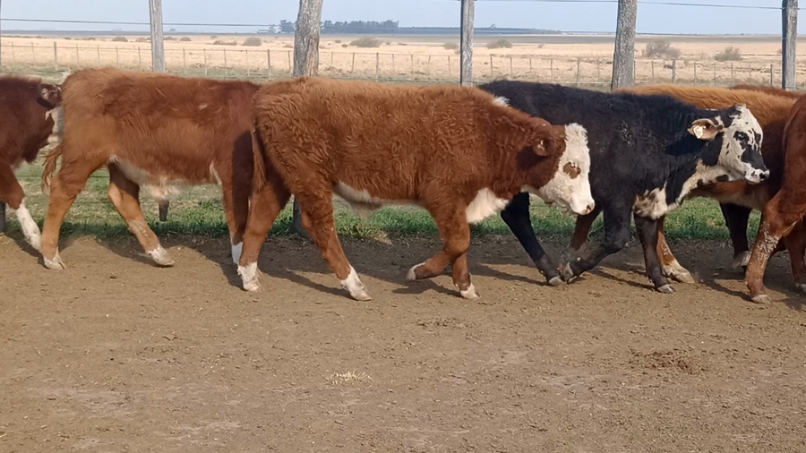 Lote 114 Terneros