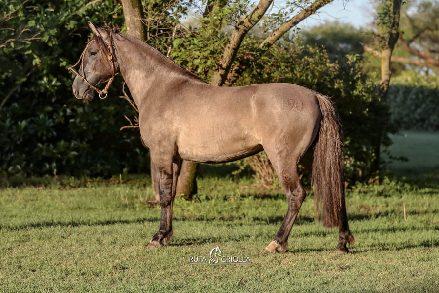 Lote Ñandu Aprienda