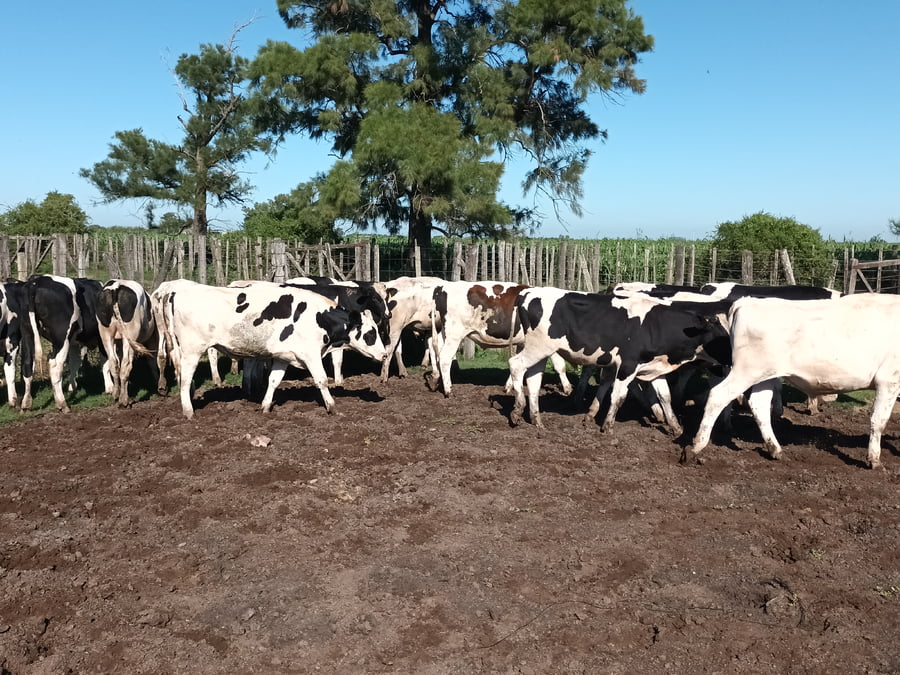 Lote 20 Novillitos Holando Argentino en Palacios, Santa Fe