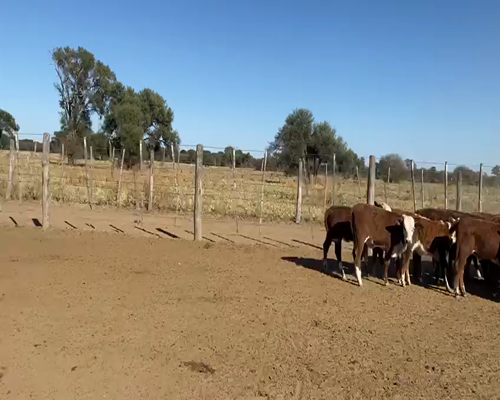 Lote 45 TERNERAS BRAFORD DE 150KG, EN QUIMILI, SANTIAGO DEL ESTERO.-