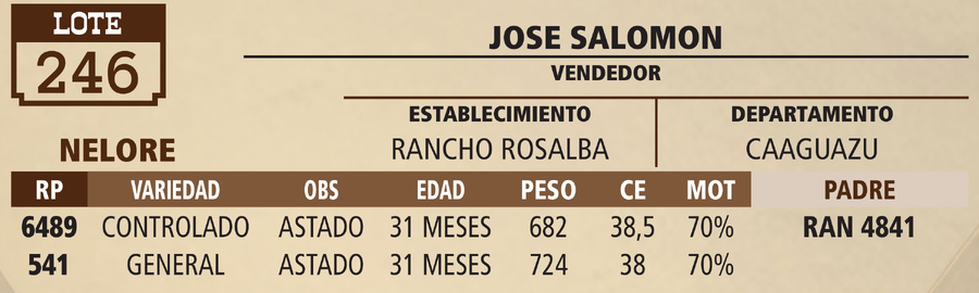 Lote LOTE 246 - VIVO