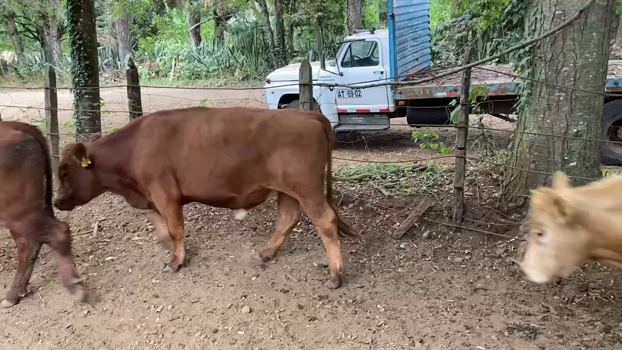 Lote 50 Novillo Engorda en Paillaco, XIV Región Los Ríos