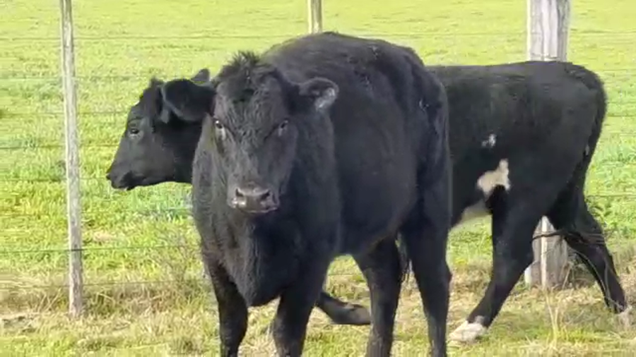 Lote (Vendido)2 Vaquillonas/Vacas Gordas a remate en PANTALLA GARLAND 420kg -  en COLONIA SUIZA