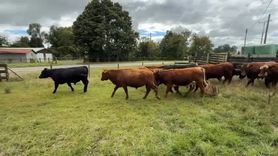 Lote 40 Novillo Engorda en Los Muermos, X Región Los Lagos
