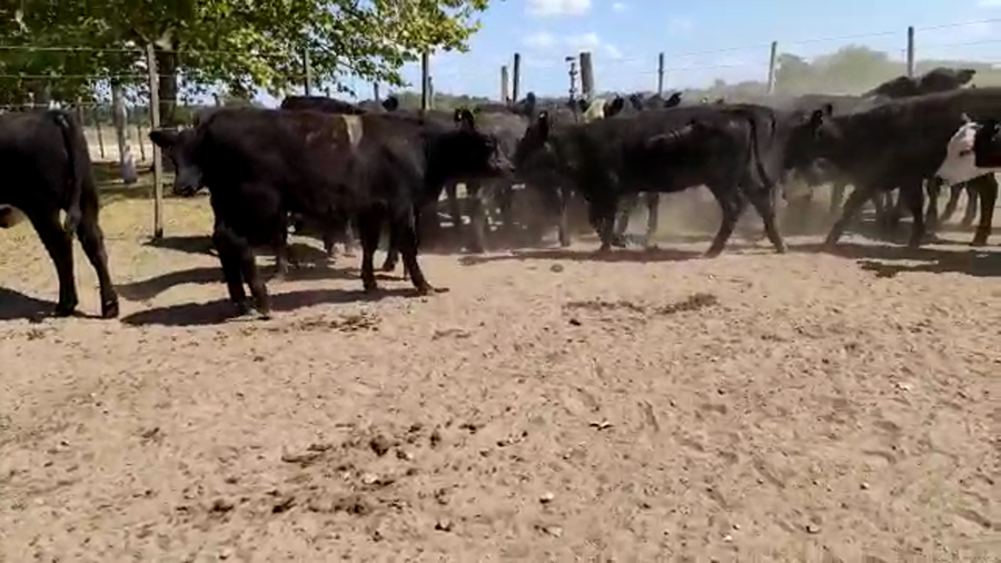 Lote 29 Terneras en Brandsen, Buenos Aires