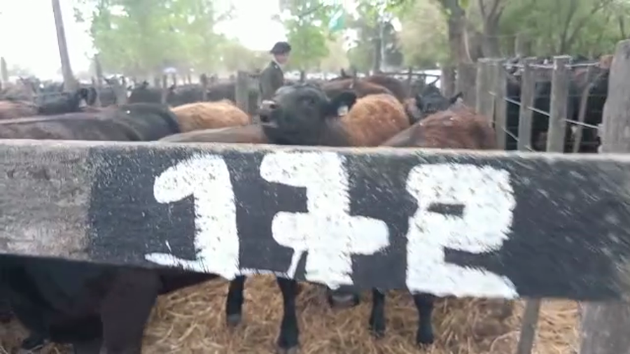 Lote "Corral 172 Vaq. Para Entorar Generales ""Cabaña Don Franco"""