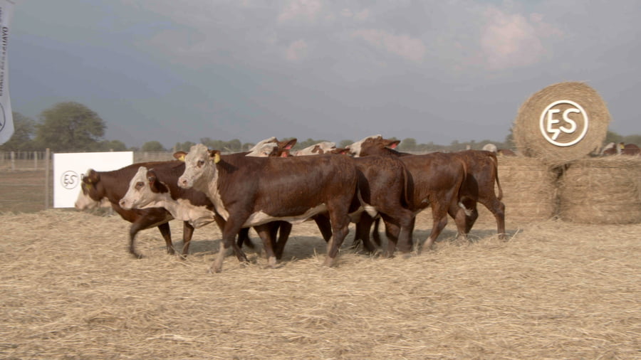 Lote Vaquillas CBO. 1 PREÑADAS