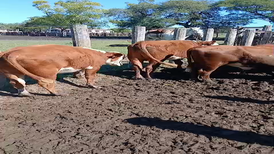 Lote 12 Novillitos