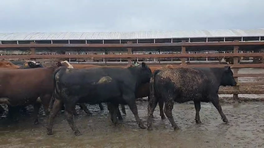 Lote 20 Vaquilla Gorda en Los Ángeles, VIII Región Biobío