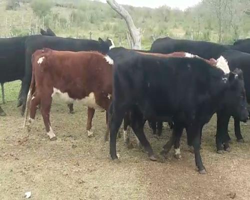 Lote Novillos