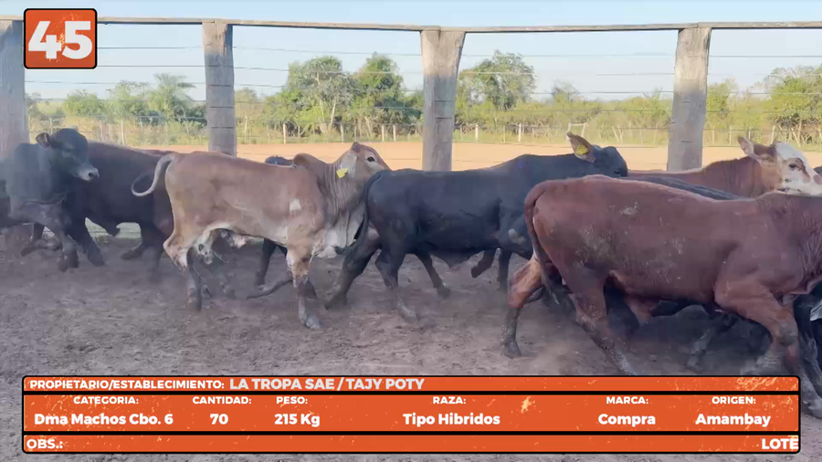 Lote LOTE 45