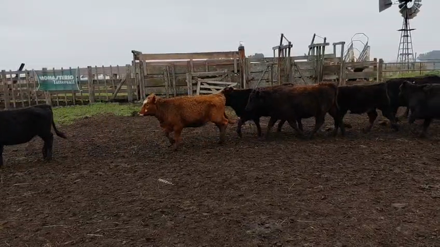 Lote 60 Terneras en Chillar