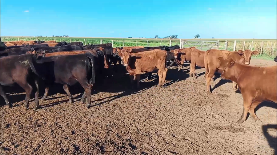 Lote 95 Terneras en Salazar