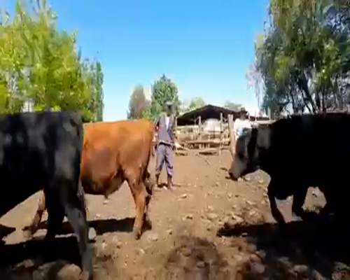 Lote 45 Novillo Gordo en Curicó, VII  Región Maule