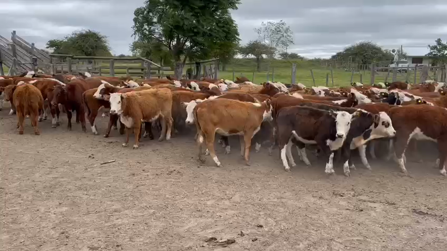 Lote 121 Terneros/as en Curuzú-Cuatiá, Corrientes