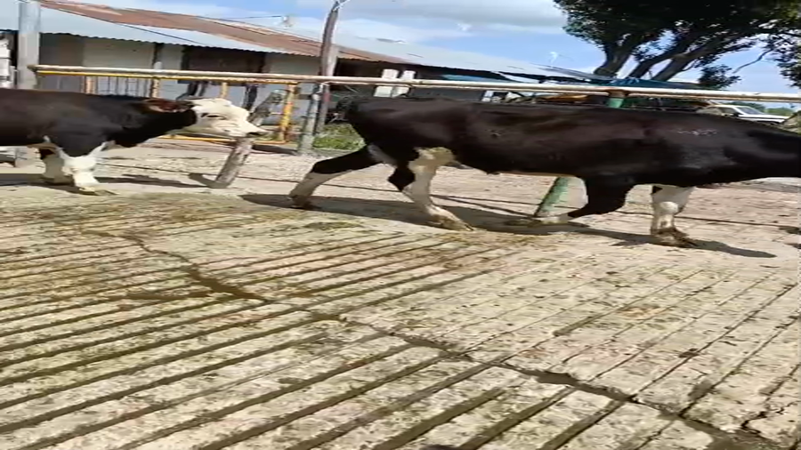 Lote 12 Terneros a remate en Pantalla Camy, San José