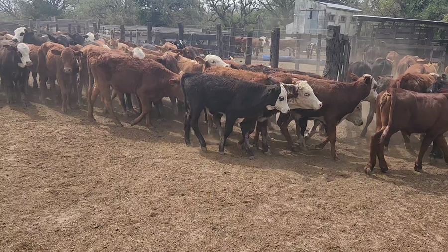 Lote 95 Novillitos en San Lorenzo, Corrientes