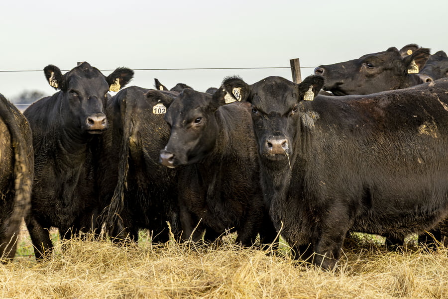 Lote VAQUILLONAS ANGUS PURAS CONTROLADAS