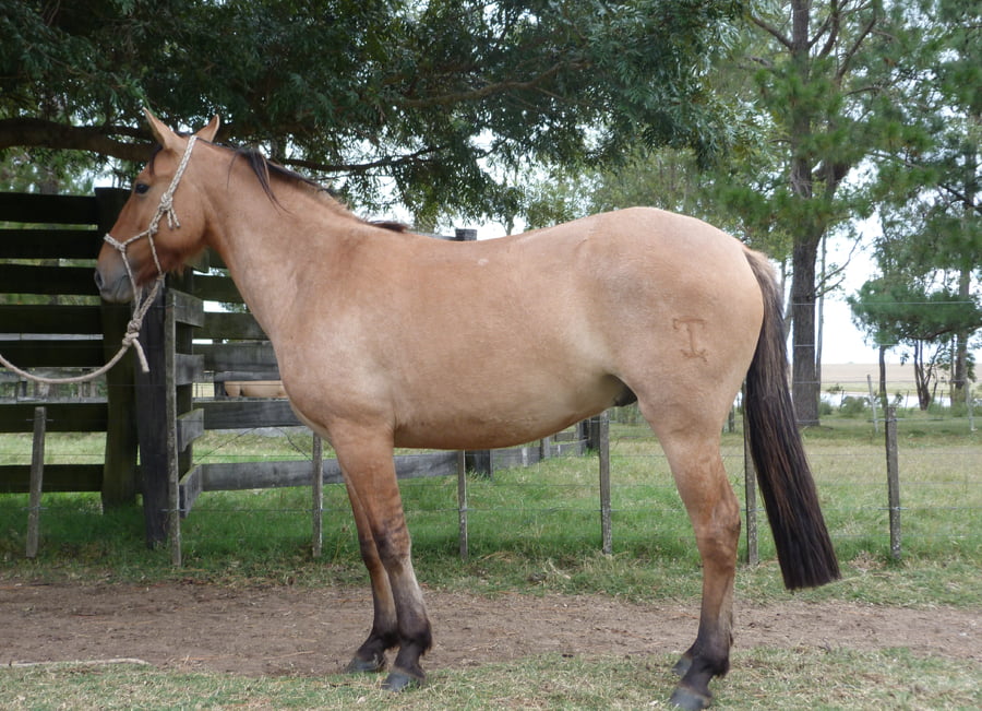 Lote LAGARTO ESCONDIDO