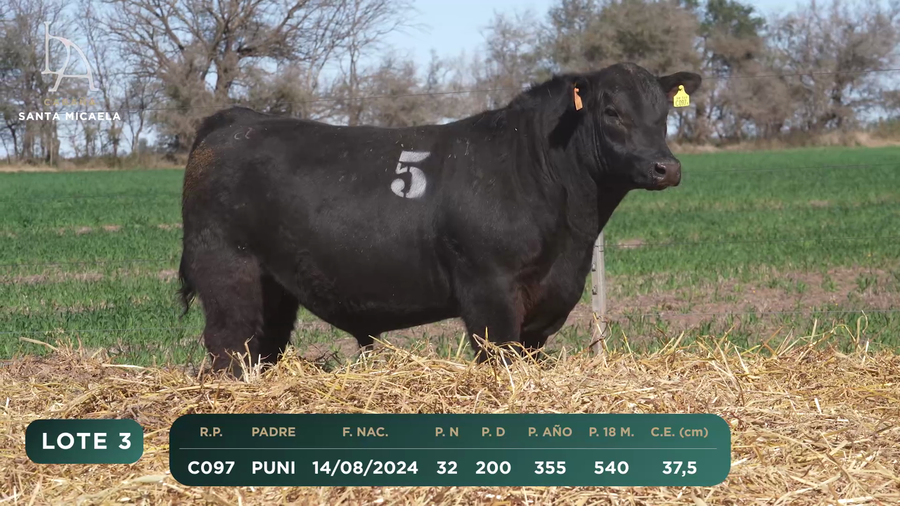 Lote TOROS PC a CAMPO con DEPs