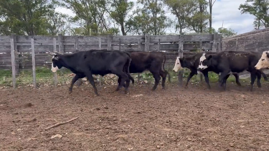 Lote Vacas de Invernada