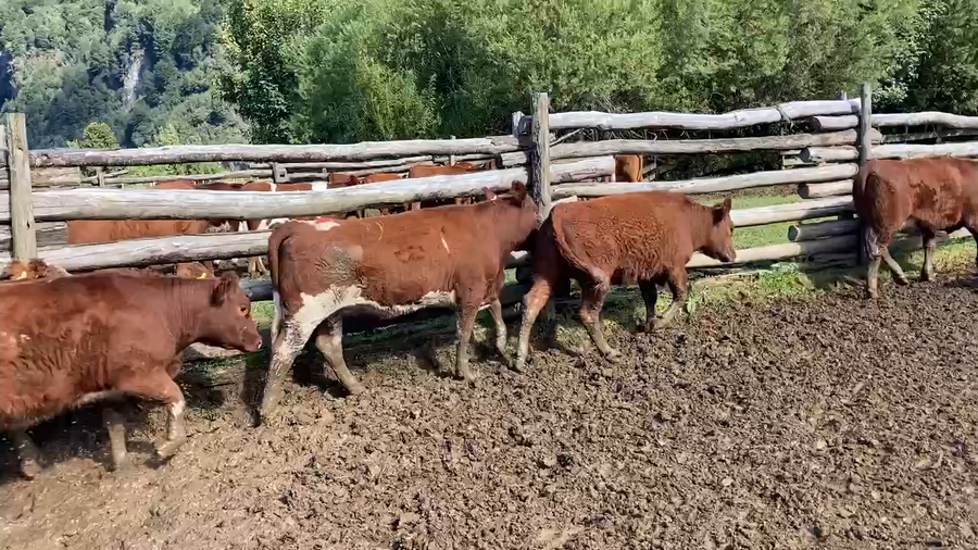 Lote 26 Vaquilla Engorda en Aysén, XI Región Aysén