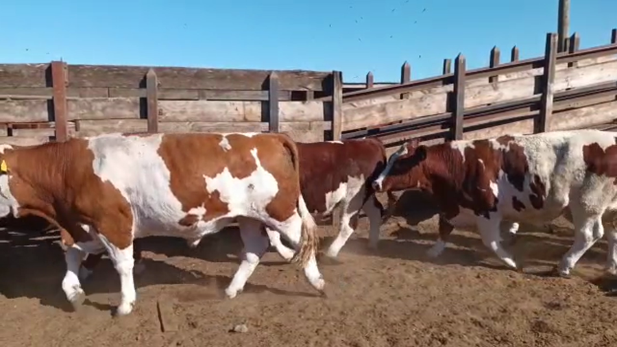 Lote 20 Novillo Gordo en Los Ángeles, VIII Región Biobío