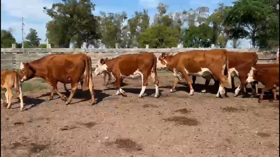 Lote 76 Piezas de cría en Retamoza, Lavalleja