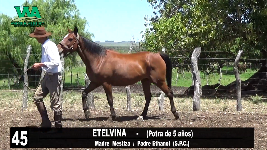 Lote ETELVIANA