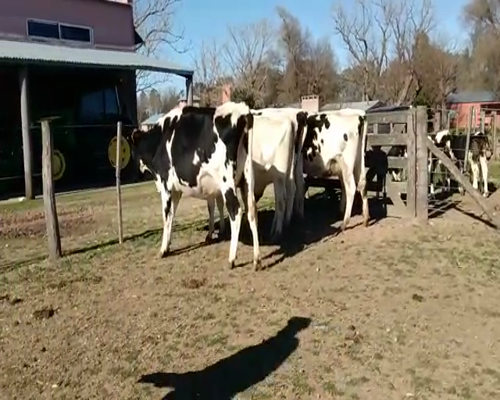 Lote VAQUILLONAS PREÑADAS