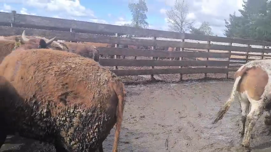 Lote 20 Novillo Gordo en Los Ángeles, VIII Región Biobío