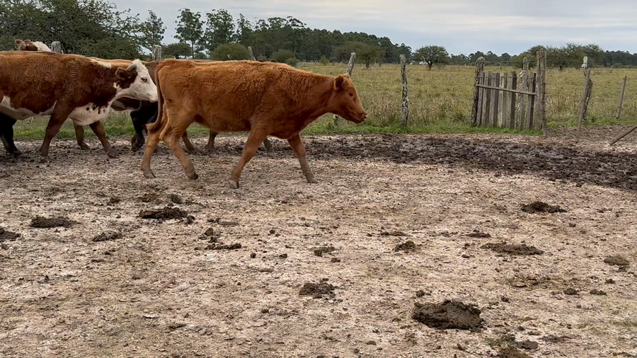 Lote 27 Vacas faena en Corrientes, Curuzú-Cuatiá